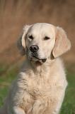 GOLDEN RETRIEVER 1049